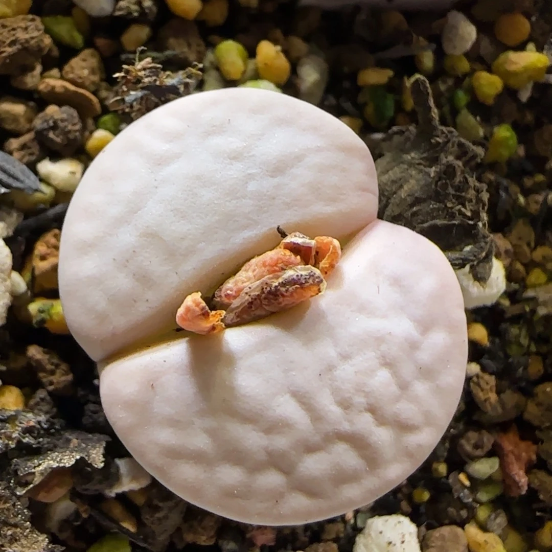 11.6。  白曲。  2007