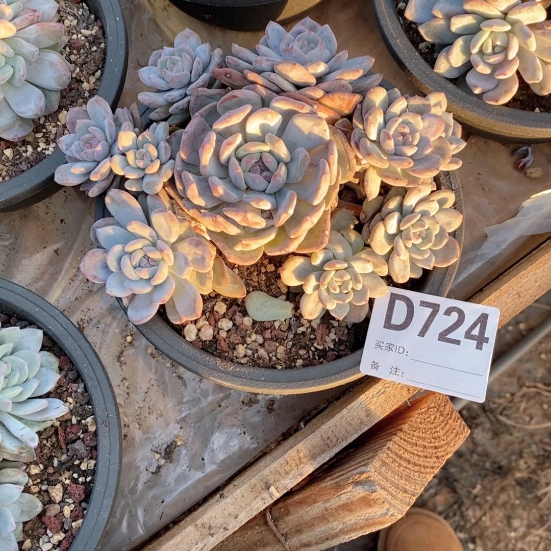 张***子724石榴籽哇哇哇哇