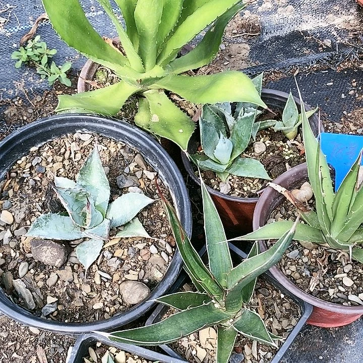 【闪购商品】无花朵天***友龙舌兰赖光