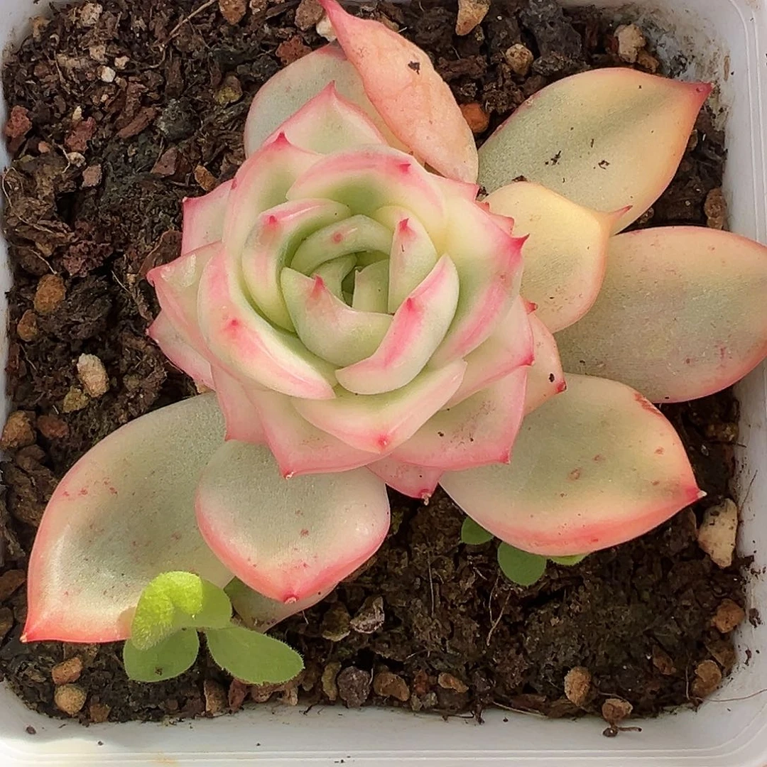 弗罗瑞安娜锦多肉