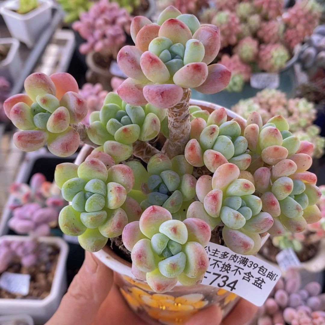 樱花罗琦老桩11cm734多肉植物