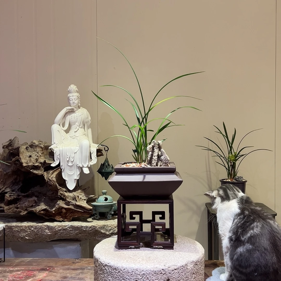 大部分花苞少量开放红霞素