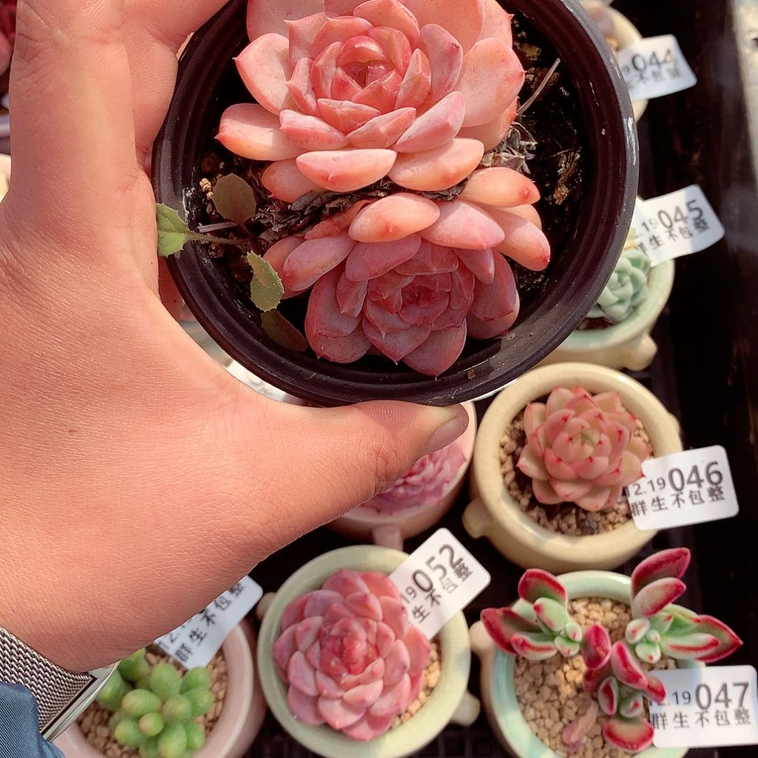 美肉肉哦哦哦哦哦哦哦哦哦