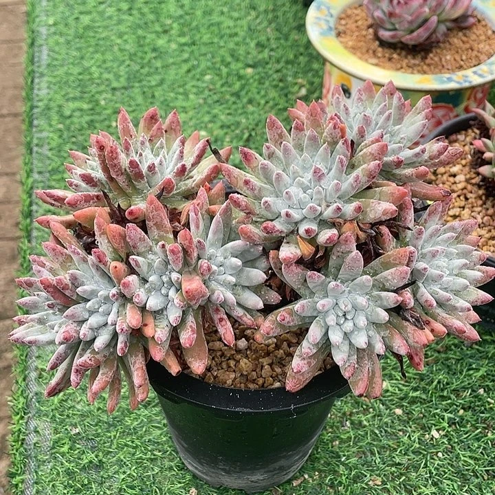 海瑟拇指粗桩福利