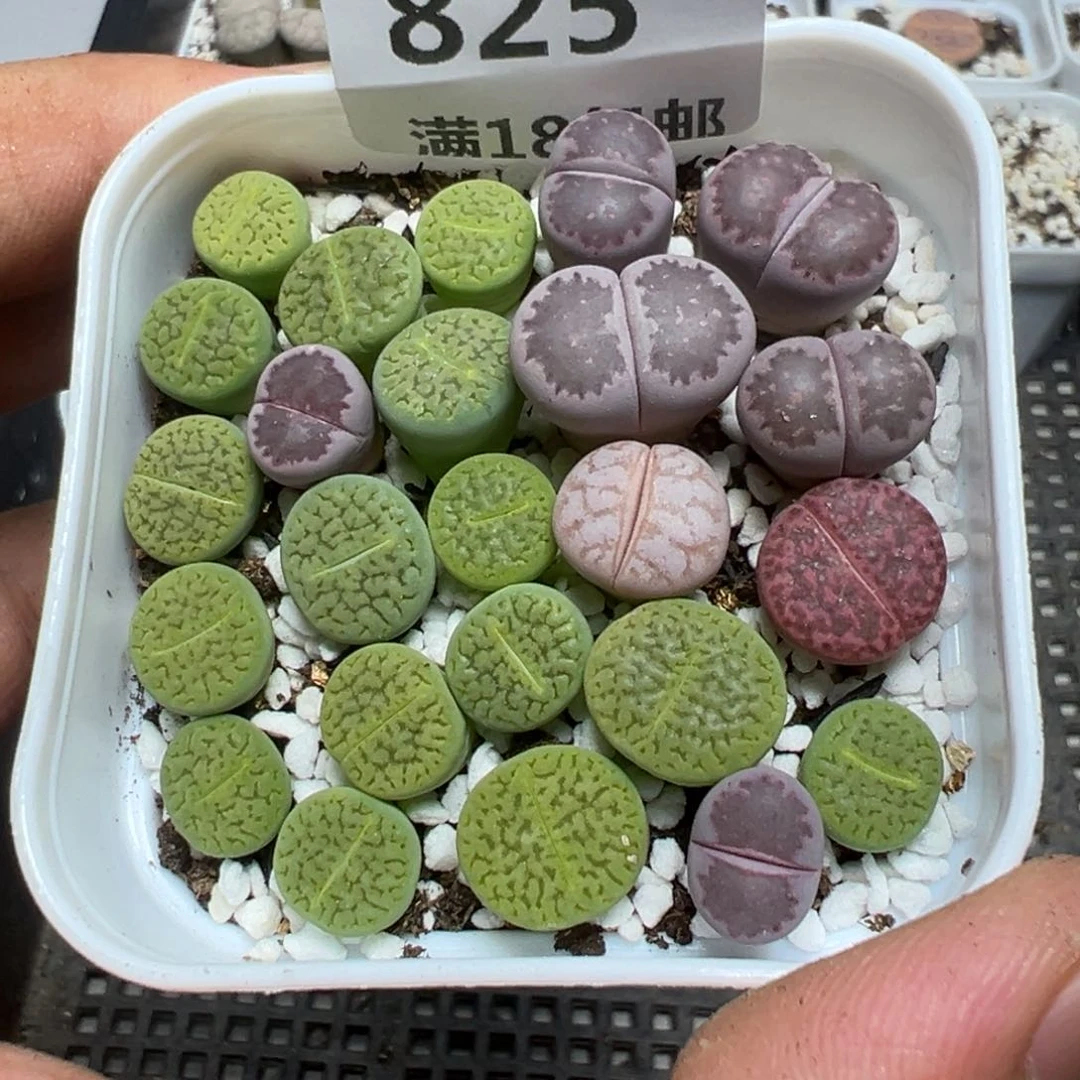 【闪购商品】 825。