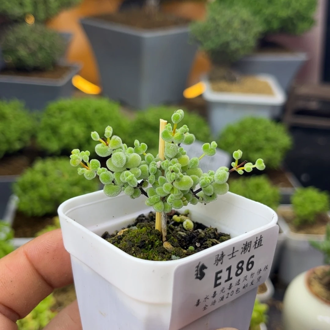 186实生优选白体莱斯