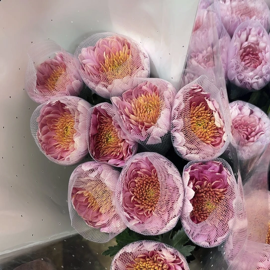 单头 粉神仙10支