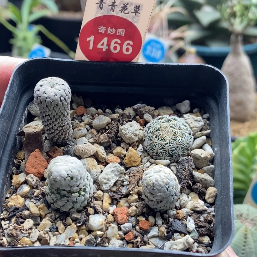 海胆娇丽精巧殿蔷薇丸一盒