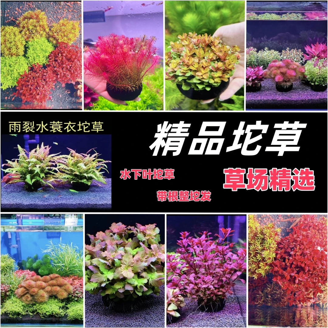 高品质坨草系列鱼缸水草活体增氧阴性新手造景水培坨草无需底沙