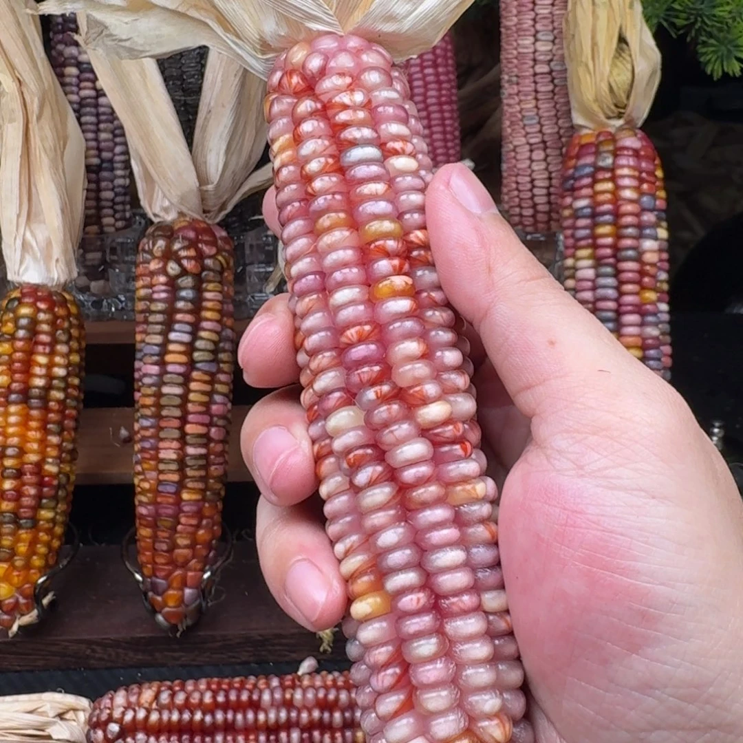 爱***菜吊坠柏香籽/百香籽