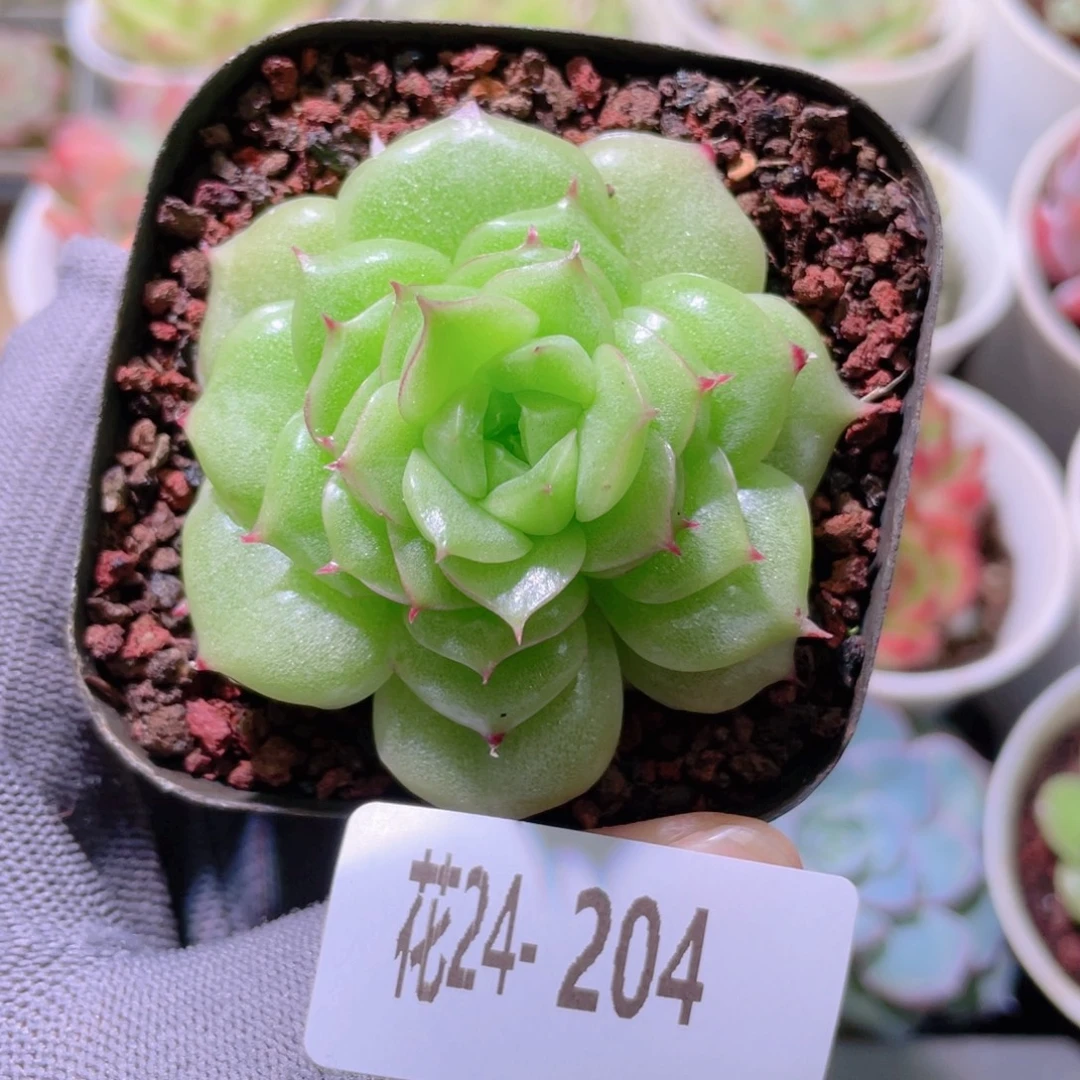 花利美24-204麦秆