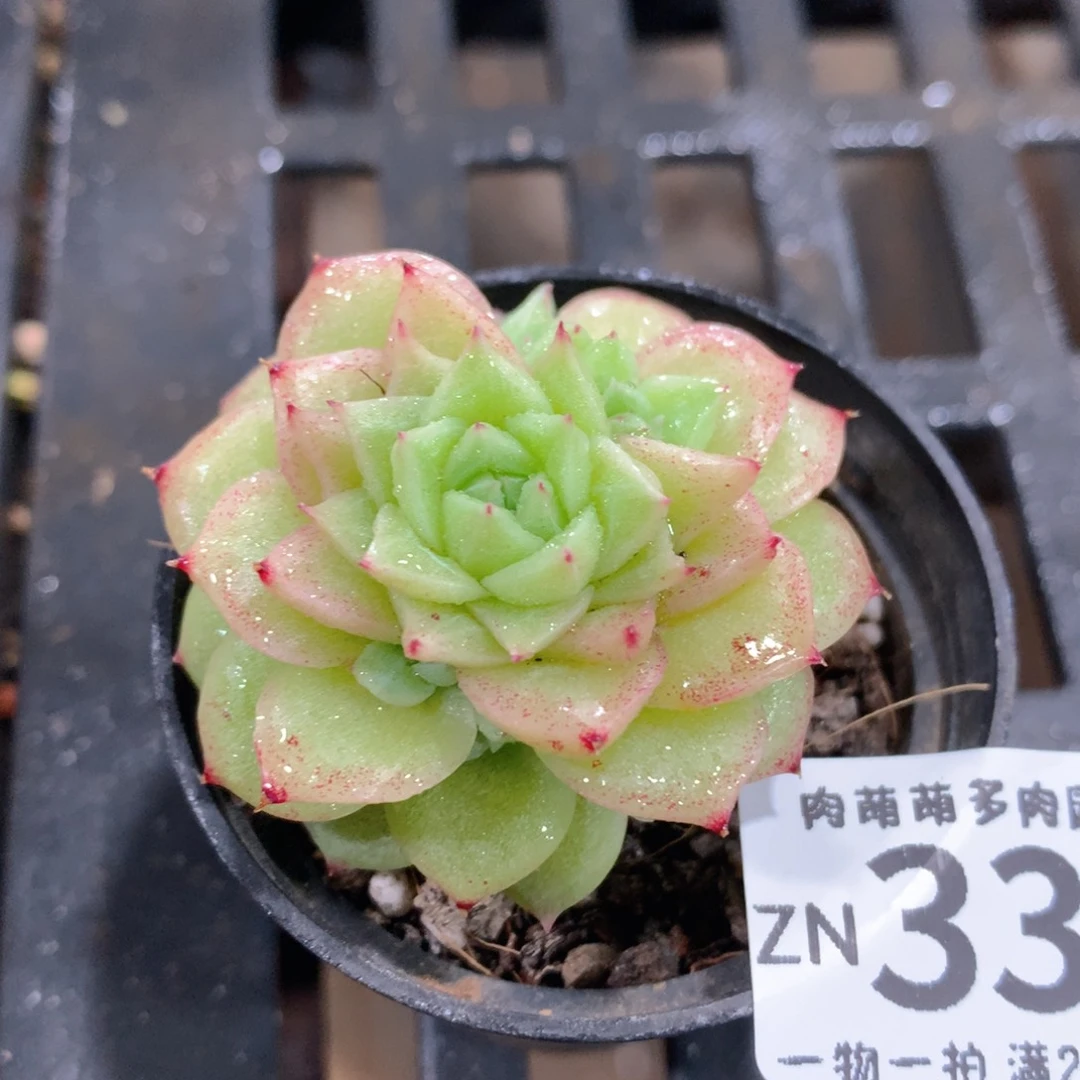 肉萌萌拇指盆精控多肉ZN330