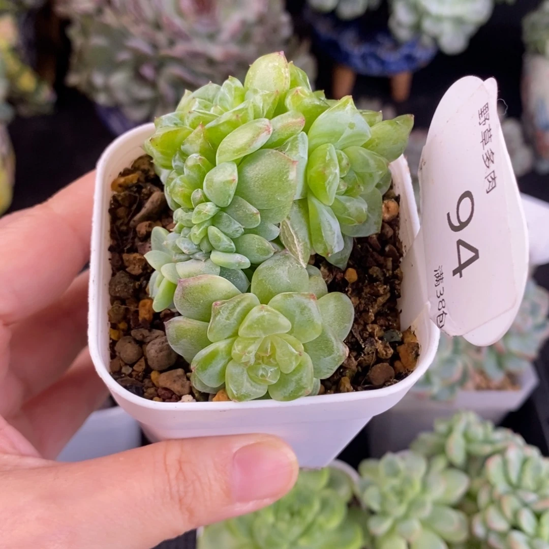 小白兔缀化一颗94号