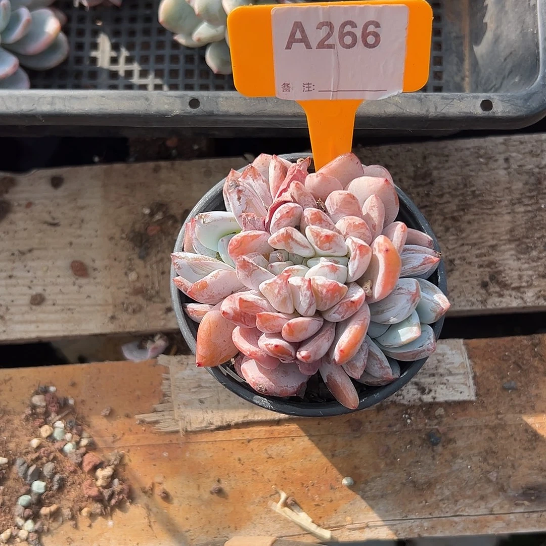 @***5多肉植物一物一拍