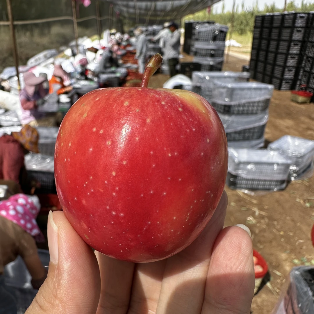 新疆勒琪火箭小苹果酥脆香甜 果香味浓 阿克苏直发京东