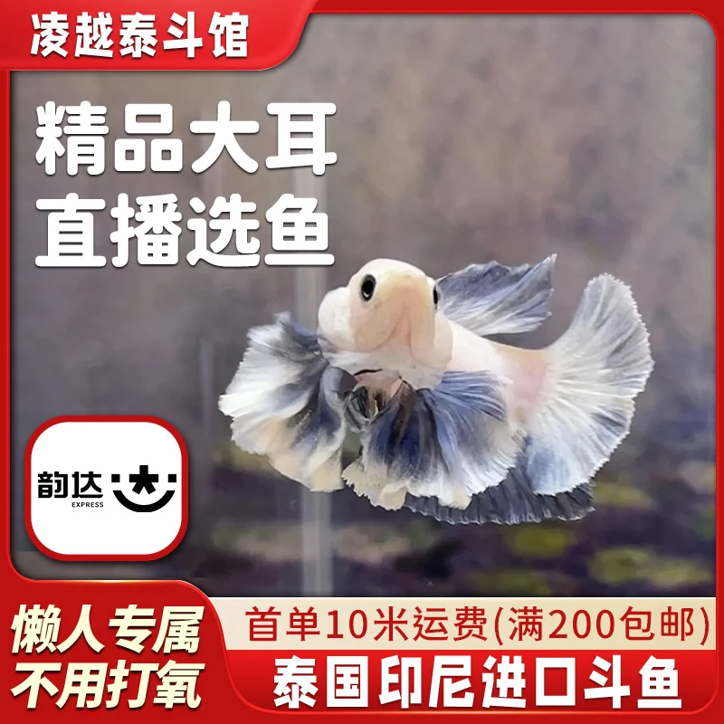 A5【凌跃水族】精品印尼绣球，好看耐活，饲养简单1-100绣球