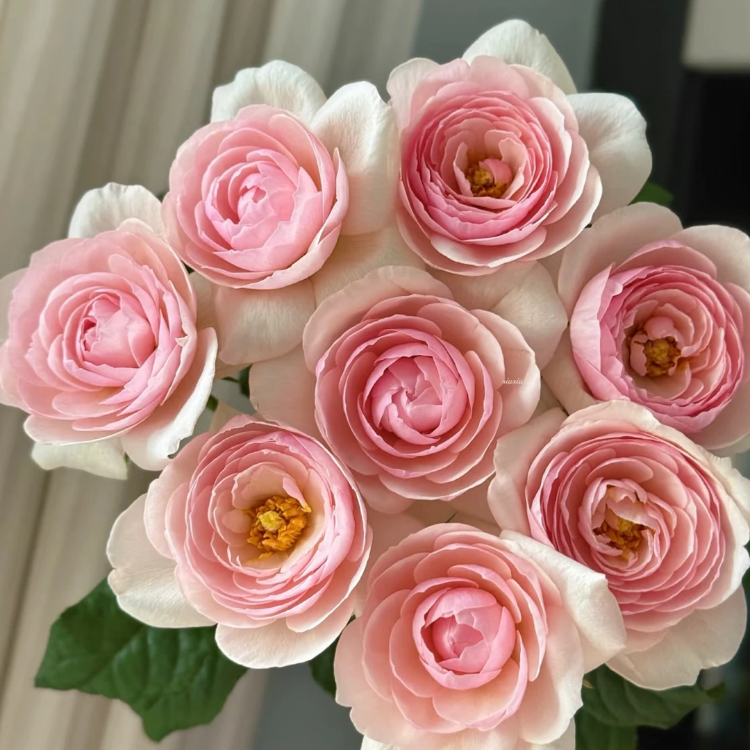 （慕源）羽衣10支！三件顺丰空运20%不售后