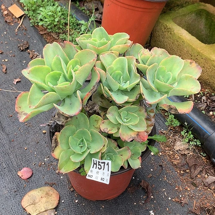 沐***0杂交大群  非偏远38包邮 节后发