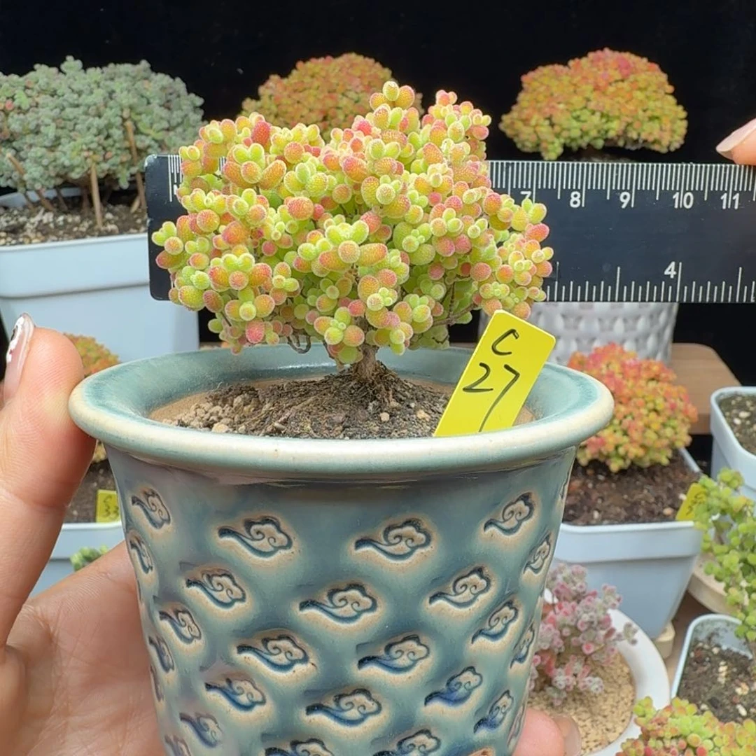 c27号蜜橘冠服6厘米左右带盆发