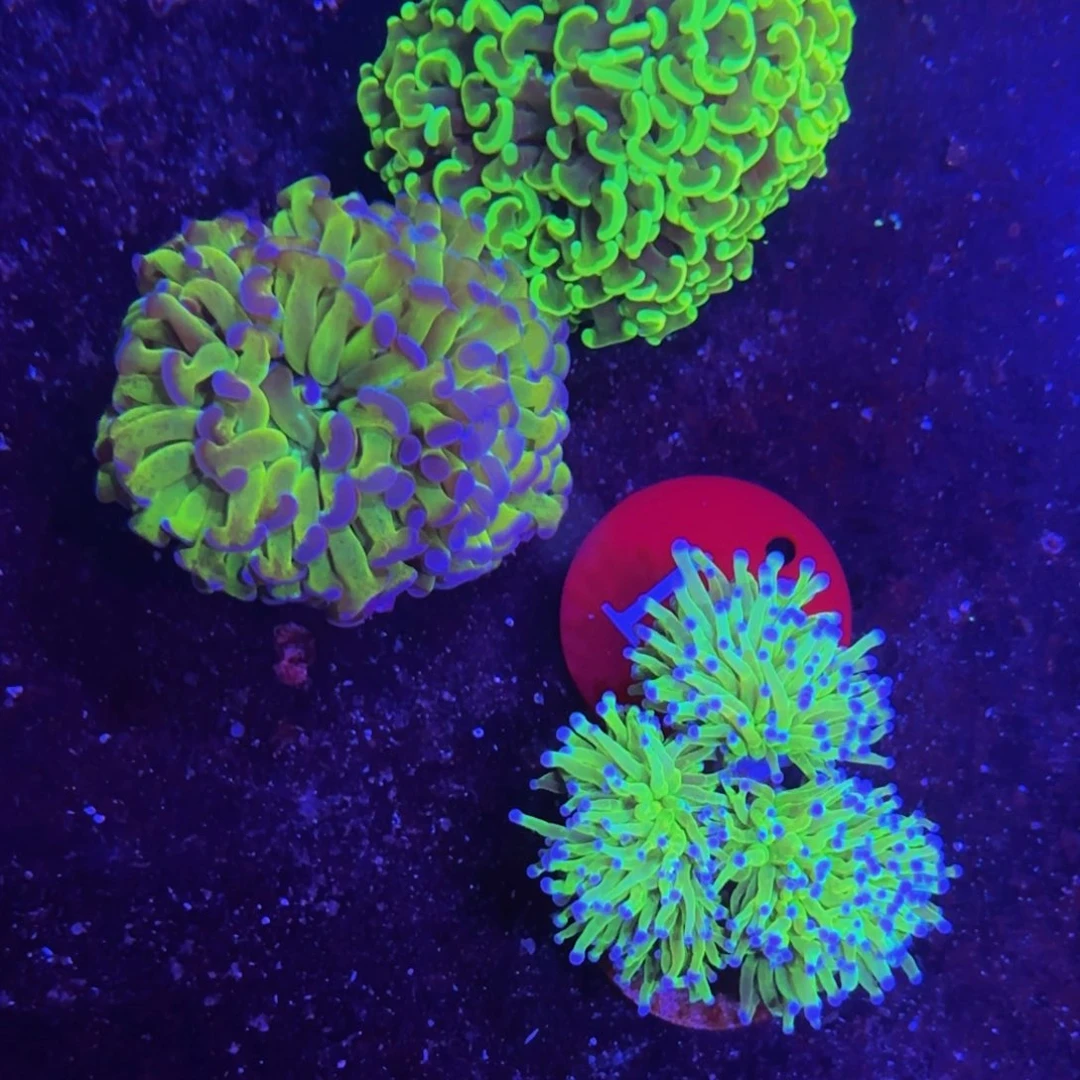 万鱼来朝海水观赏