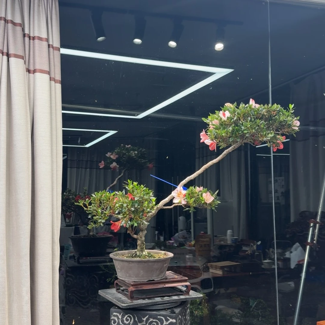 往***汪完全开放花卉苗木3604