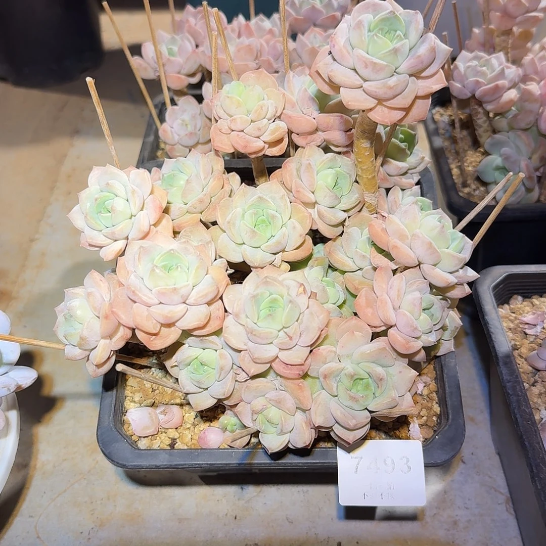****）7493号麦芽糖多肉群生