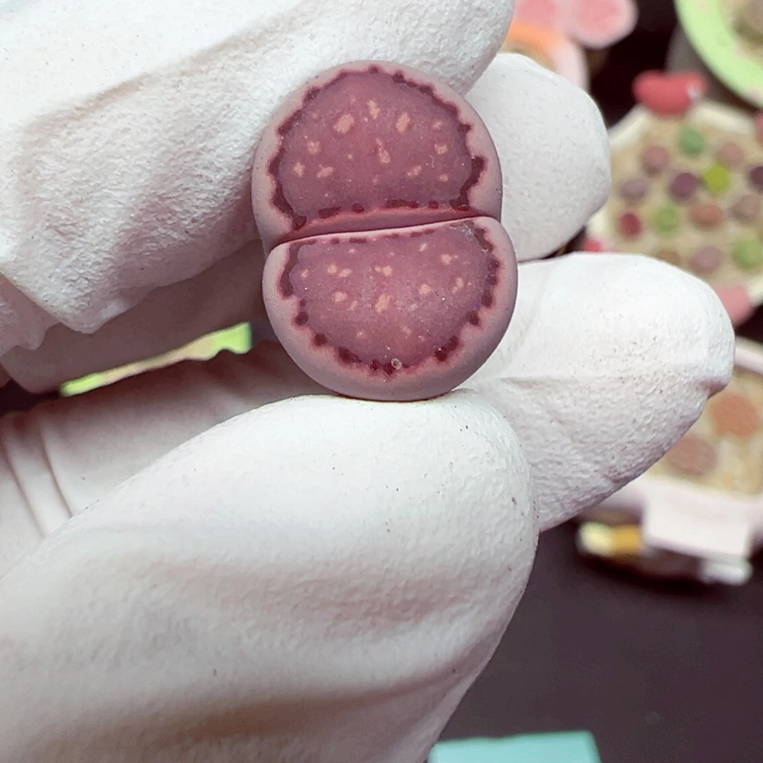精致优秀的肉肉728-3