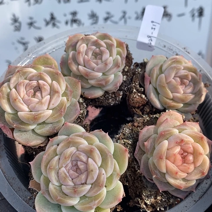 1229-519，冰魄多肉5个