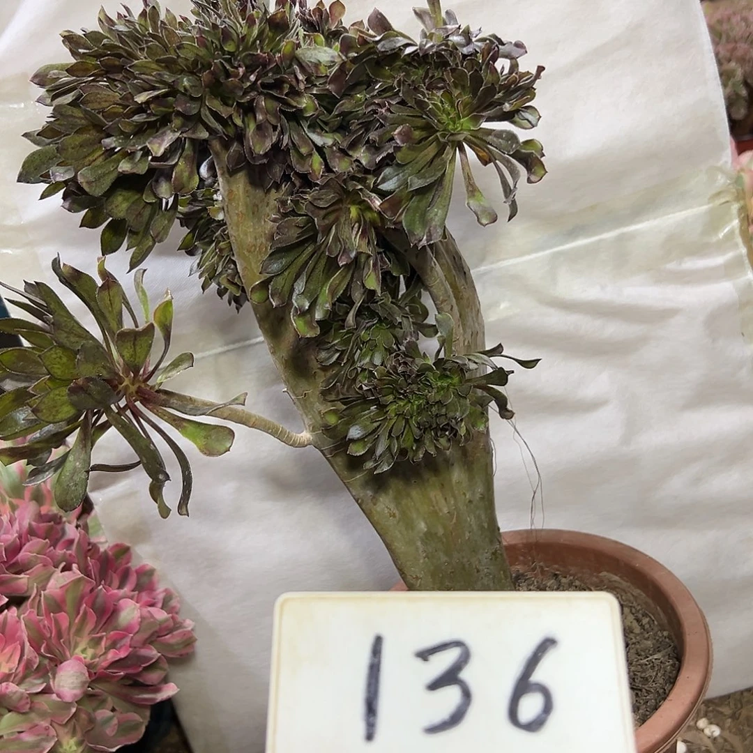 多肉植物会法师缀花136
