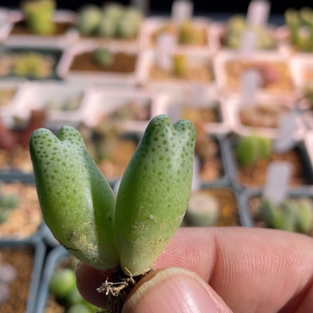 菠***长斑马快递链接植物一物一拍