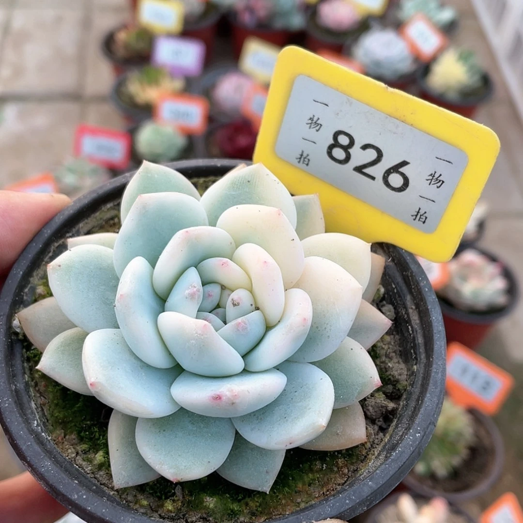 【闪购商品】826号