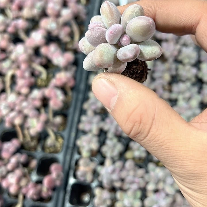 彩虹奶 满10颗包邮