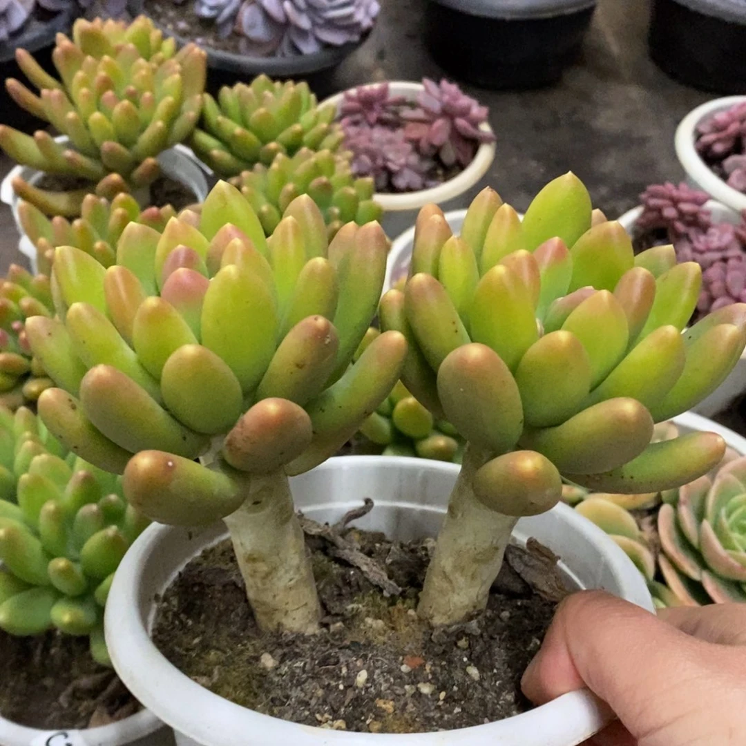 金蝉双头起发老桩