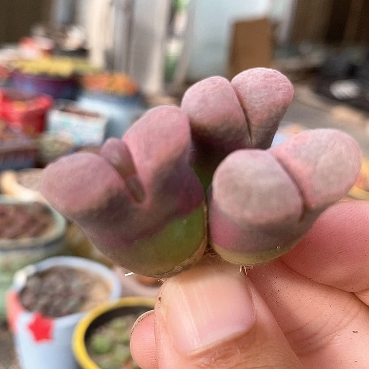 21504风铃一颗
