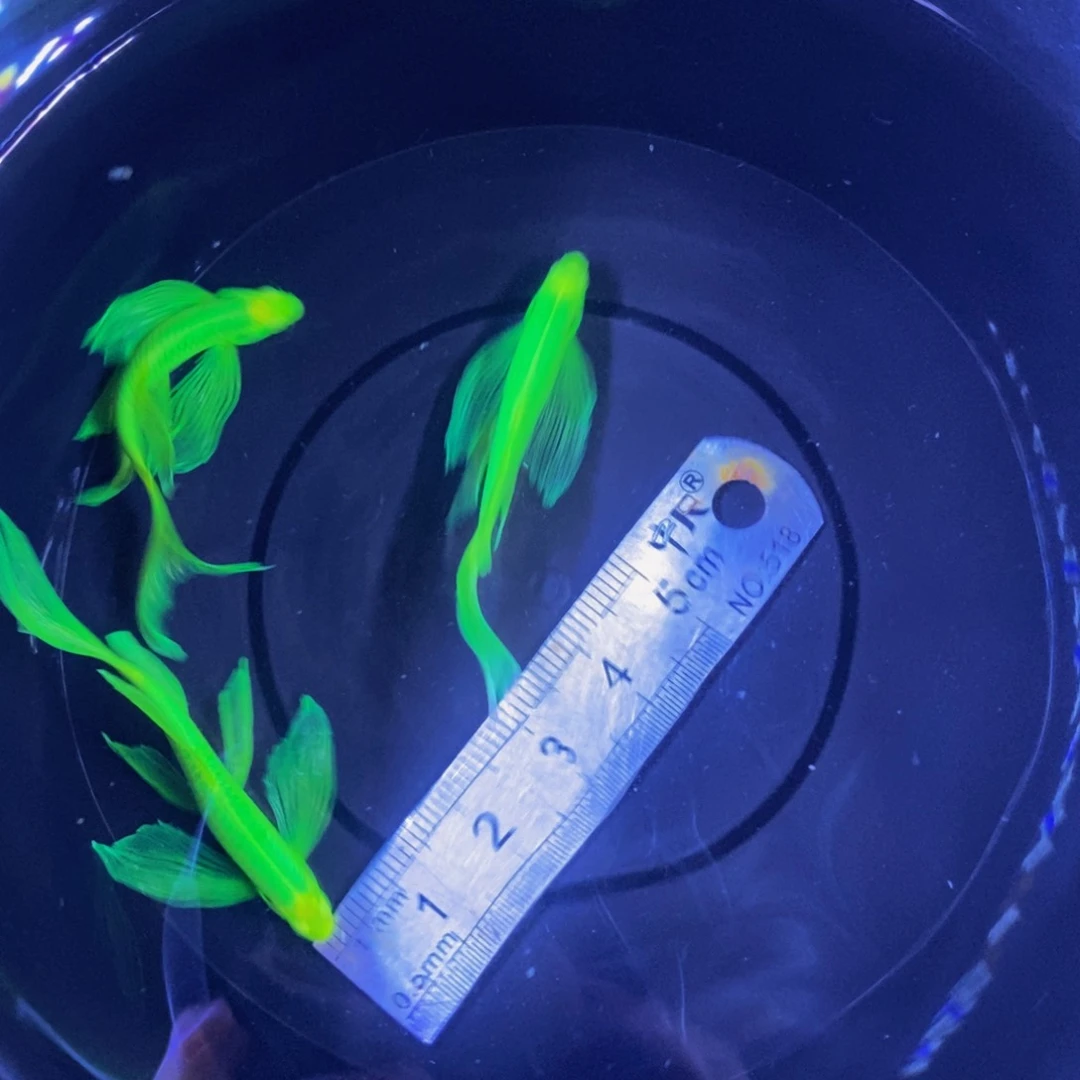 斑马鱼翡翠绿3条大号