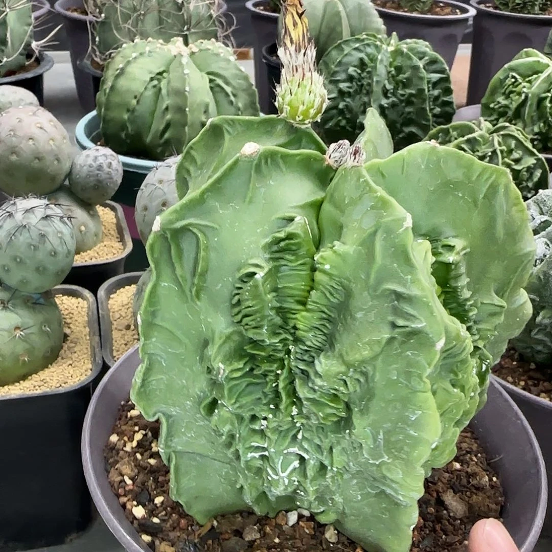 核桃鸾凤玉实生005