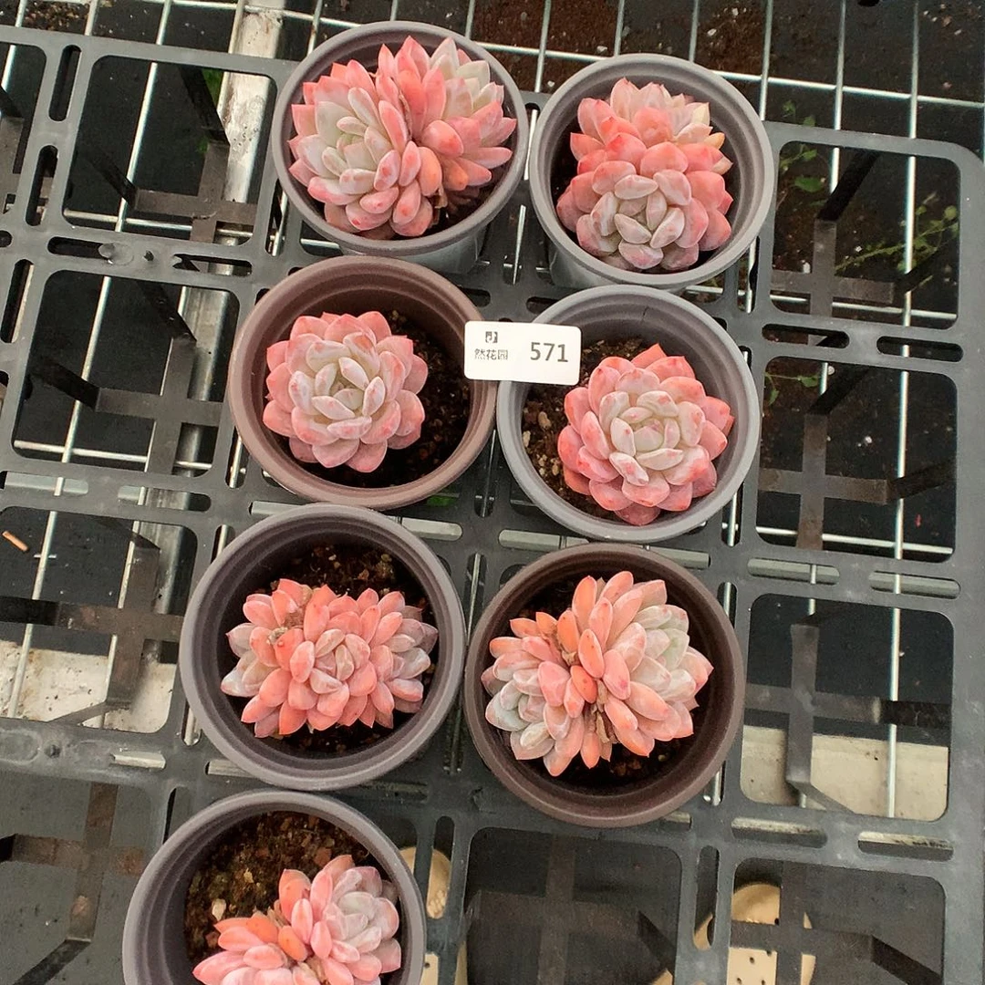571梦露7颗多肉植物66