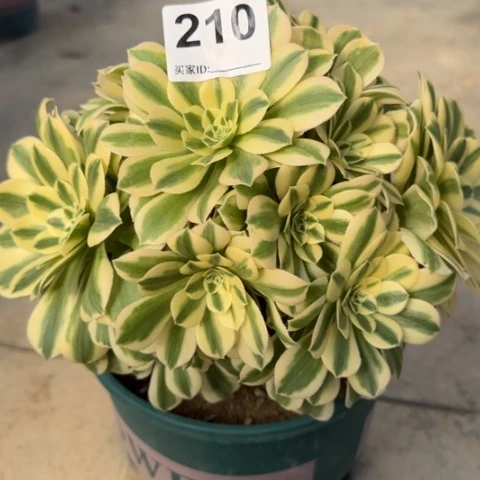 210迈巴赫20厘米左右