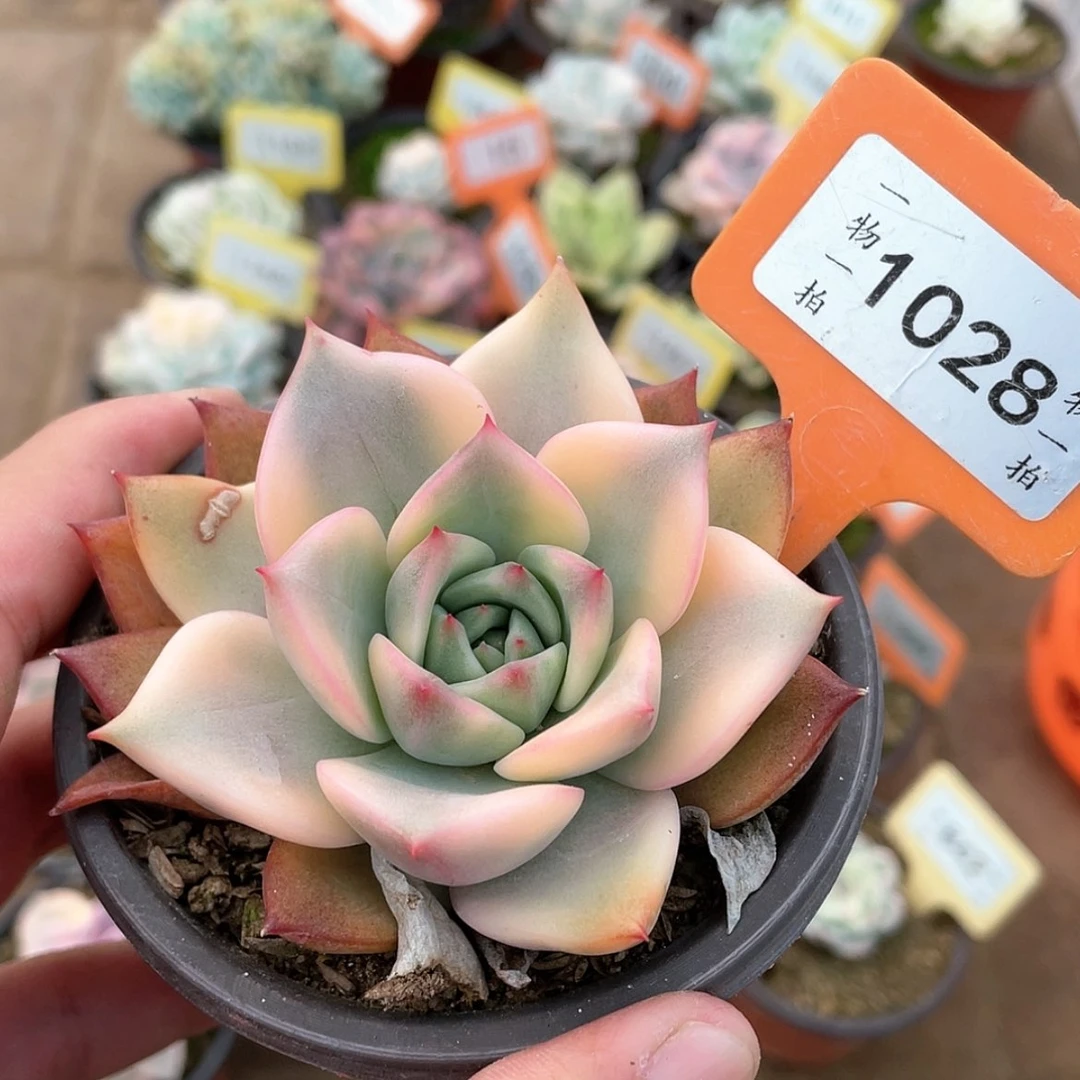 【闪购商品】1028号