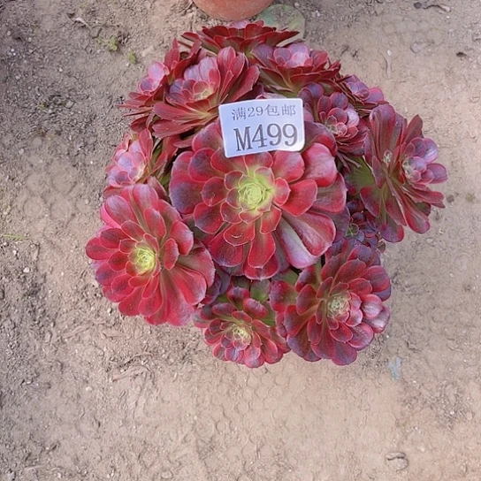 大*兜499安娜多肉植物