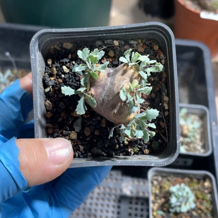 别****哥842产地格加厚墩菊