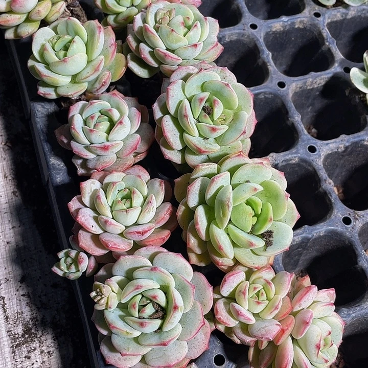 小香草1元带土发货