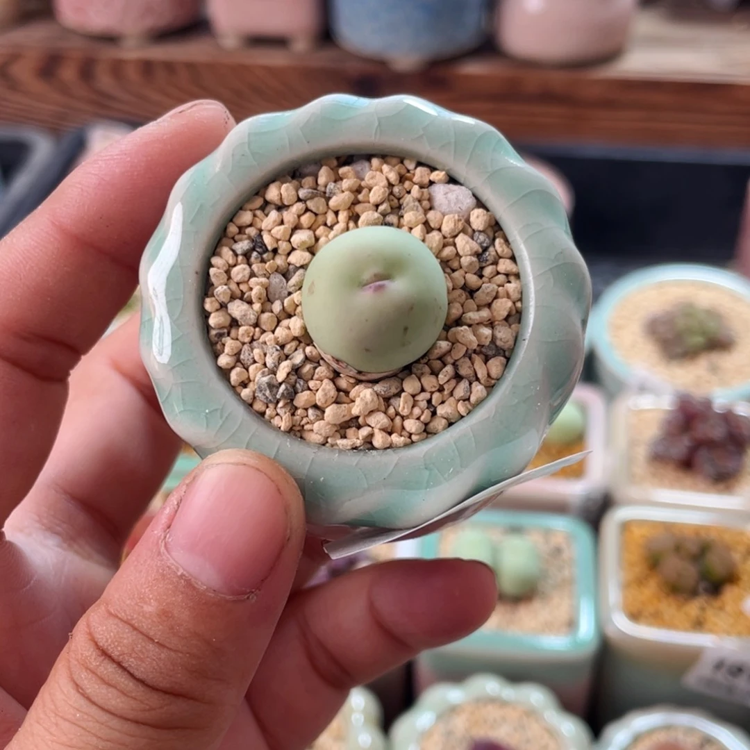 无花朵2288--一物一拍 带盆