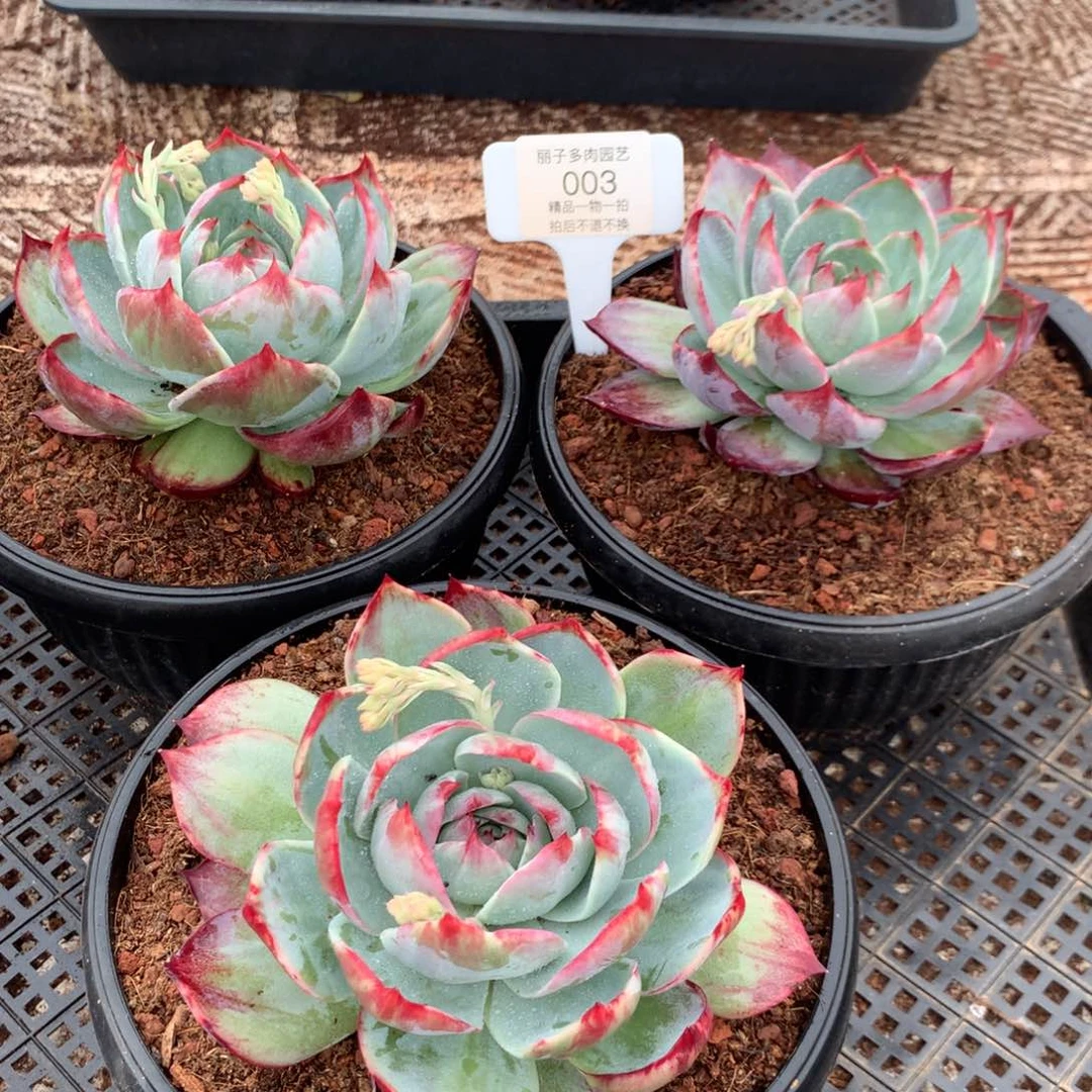 003惊鸿花脸宽叶。一组3颗。尺寸13。多肉植物