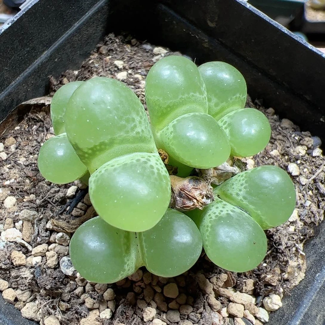 【闪购商品】266 泡泡风铃