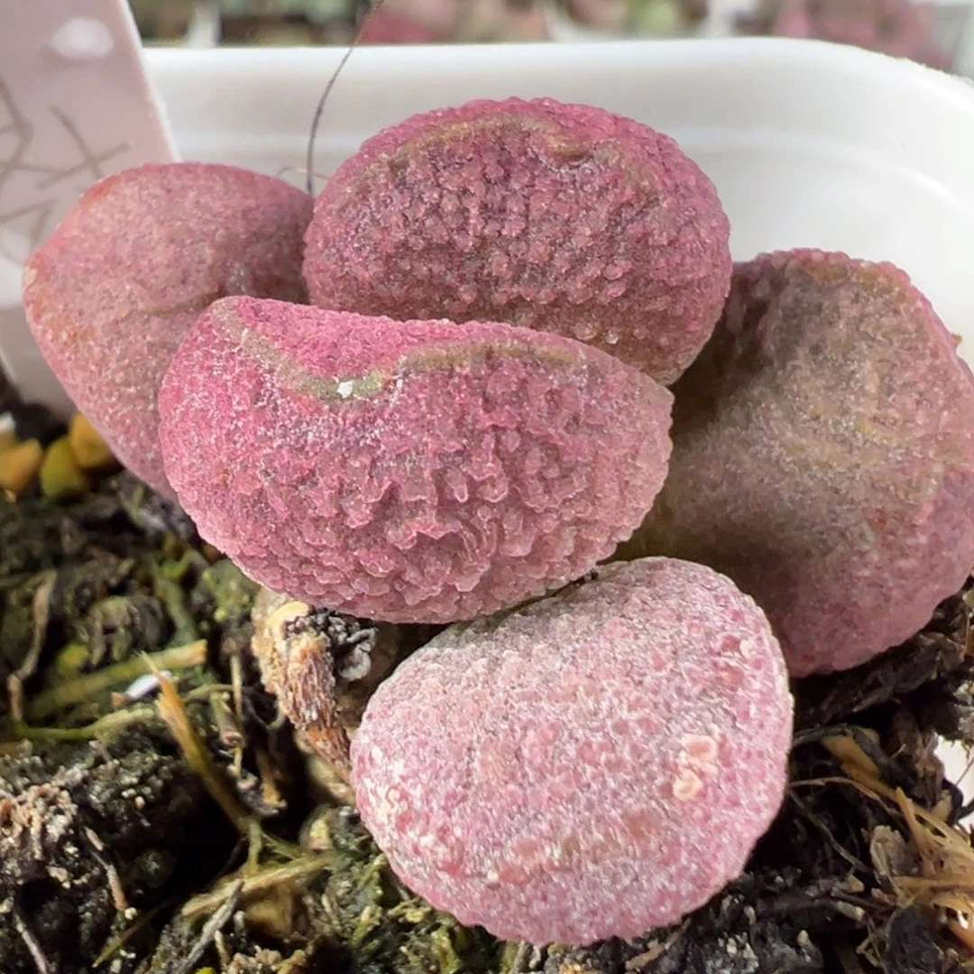 w夏娃多肉植物水泡