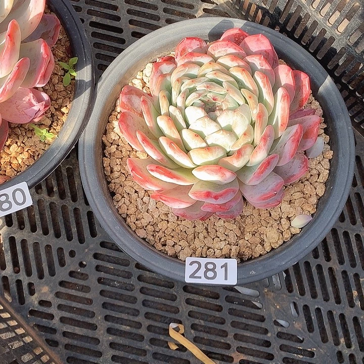 281全明星 一物一拍多肉