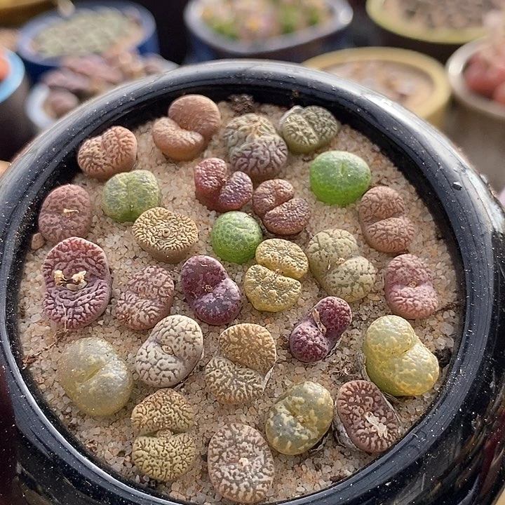 编号勋章一组两颗