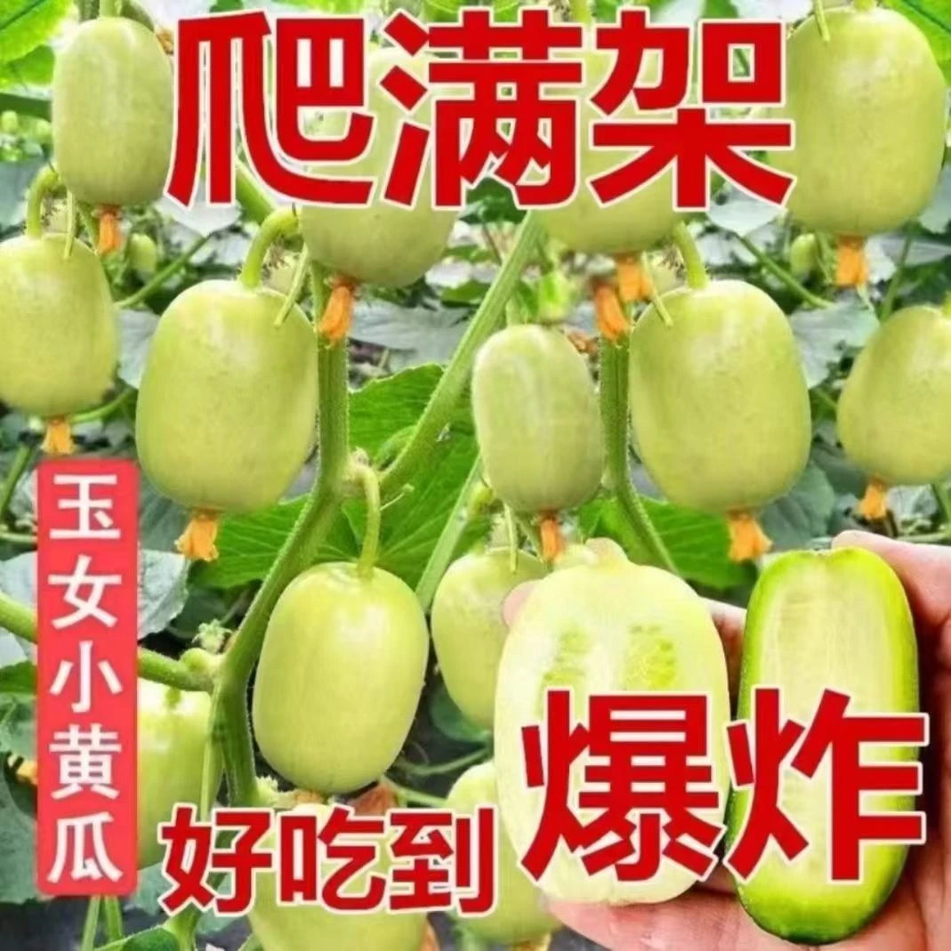 高产四季水果黄瓜秧苗金童玉女荷兰小青黄瓜苗全雌满地爬大黄瓜苗