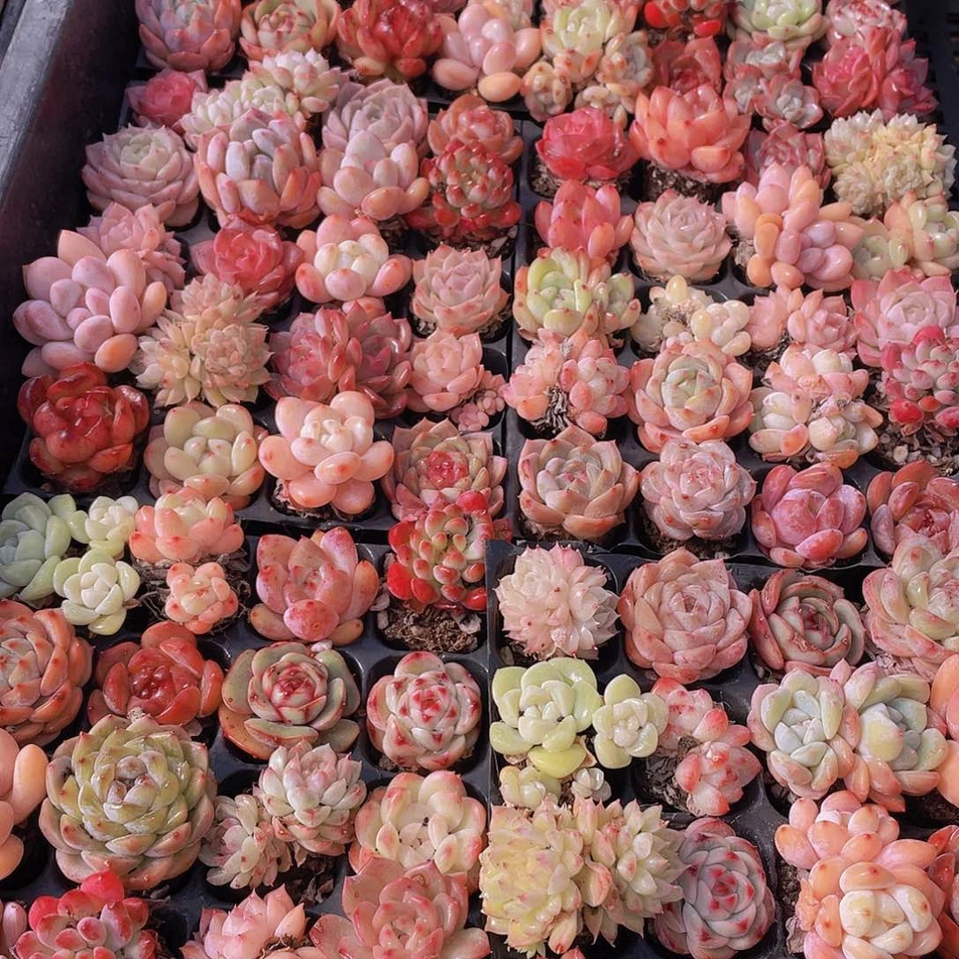 量拍71号 精品小可爱美肉组合20个
